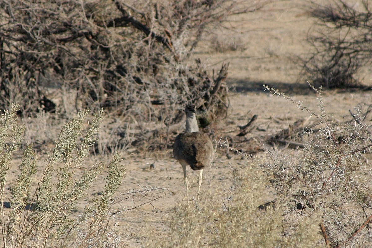 Riesentrappe - ML646944121