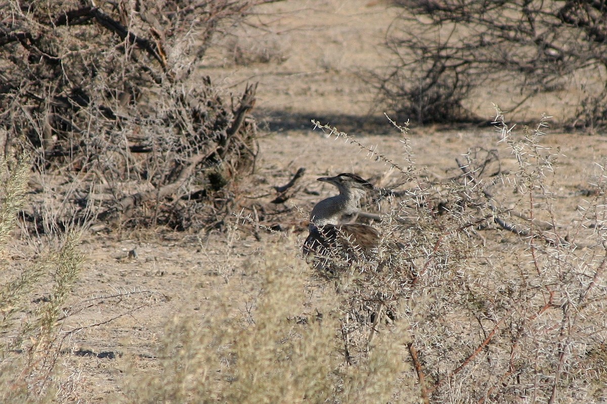 Riesentrappe - ML646944122