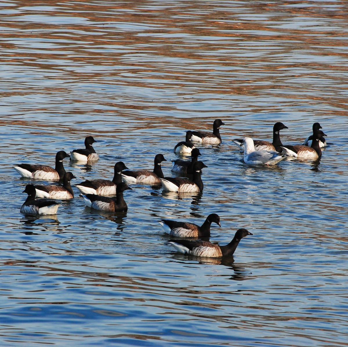 Brant - ML646944132