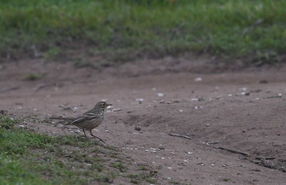 American Pipit - ML646944133