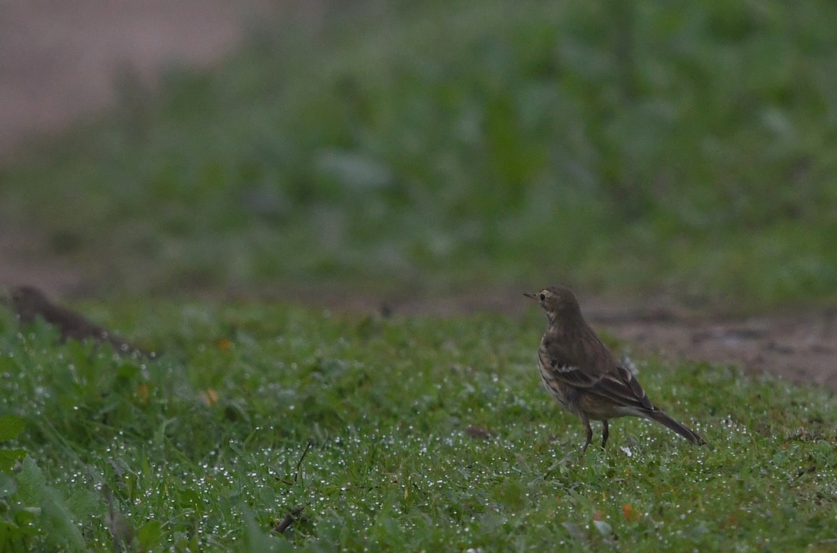 American Pipit - ML646944134