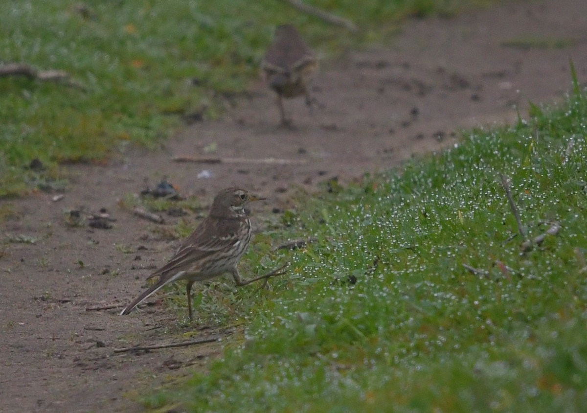 American Pipit - ML646944135