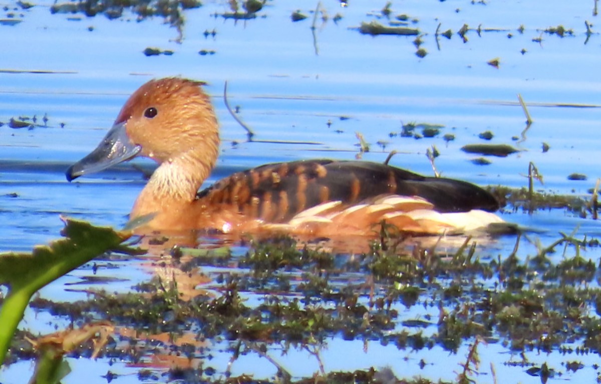 Fulvous Whistling-Duck - ML646944136