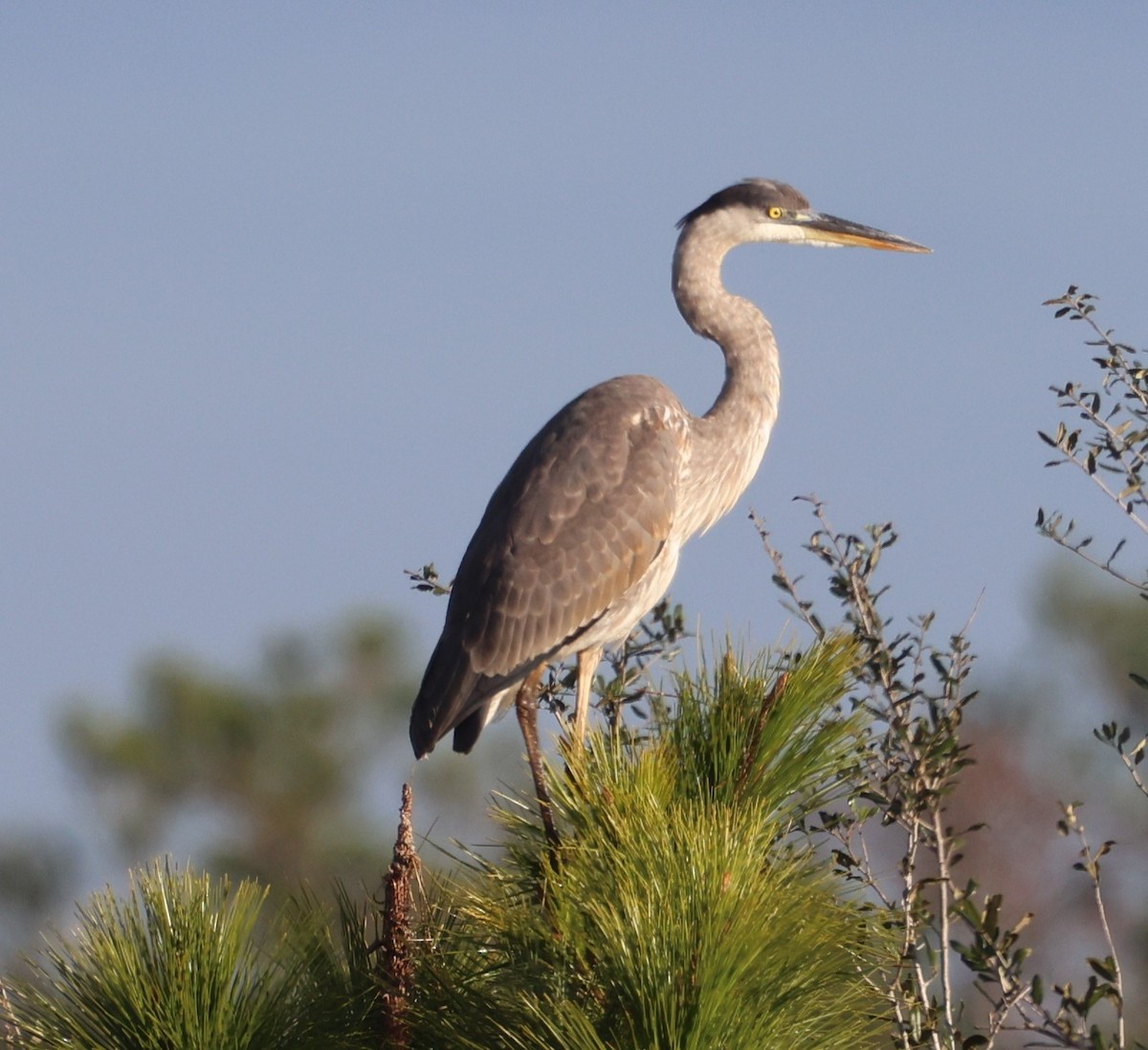 Great Blue Heron - ML646944137