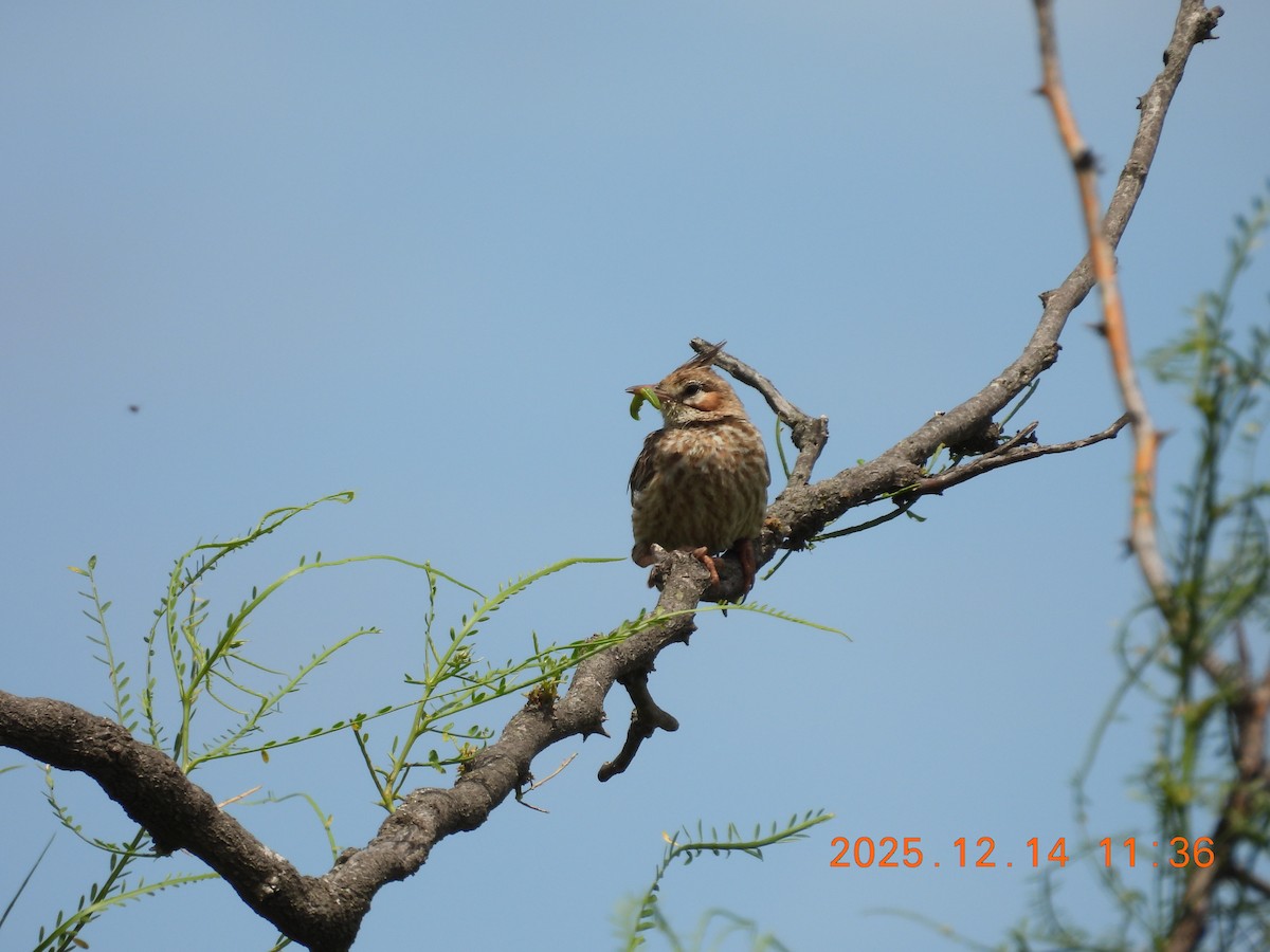 lerkekrattløper - ML646944138