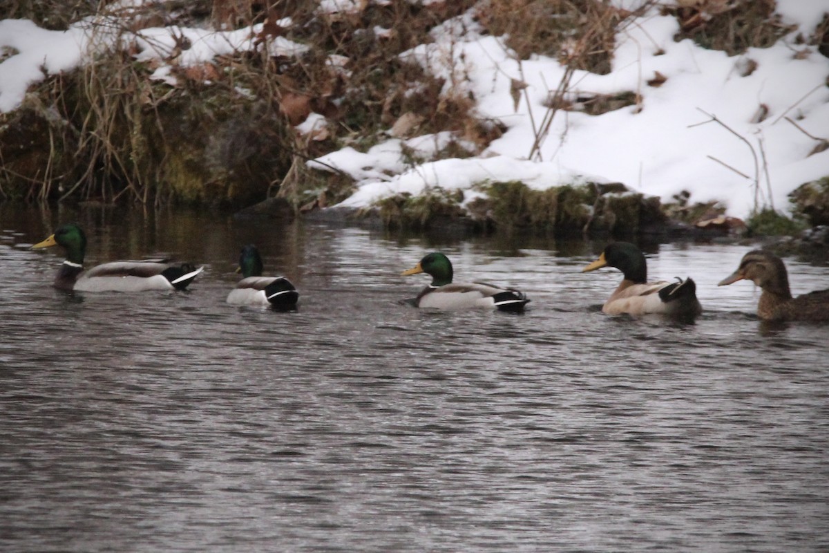 Mallard - ML646944139