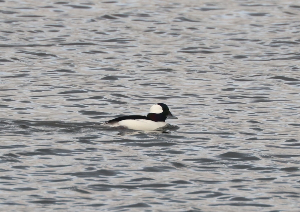 Гоголь-головастик - ML646944140