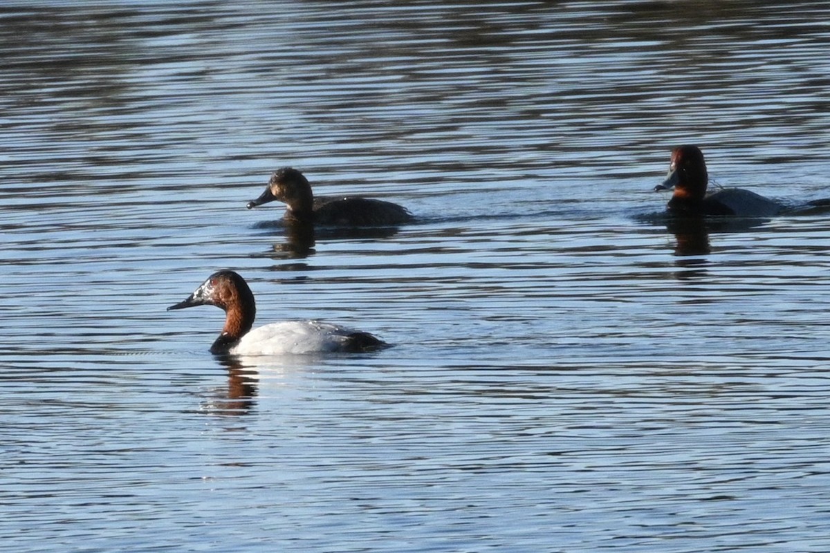 Canvasback - ML646944141