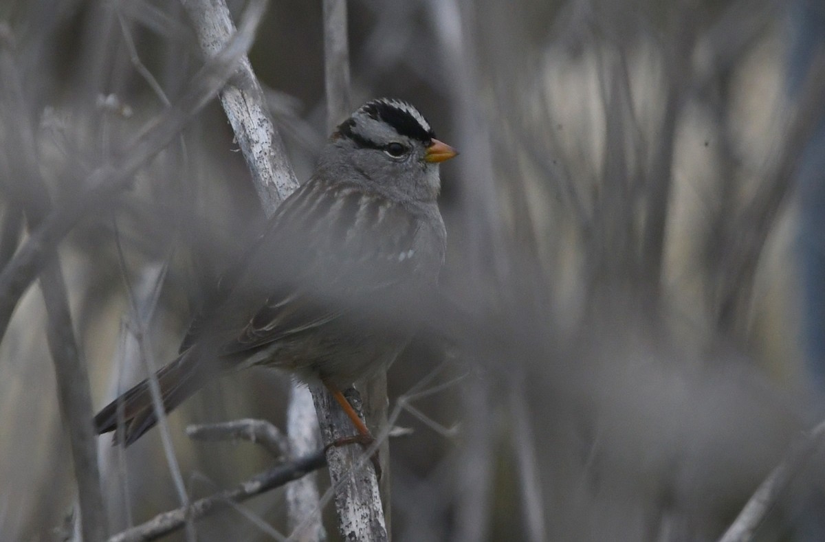 White-crowned Sparrow - ML646944144
