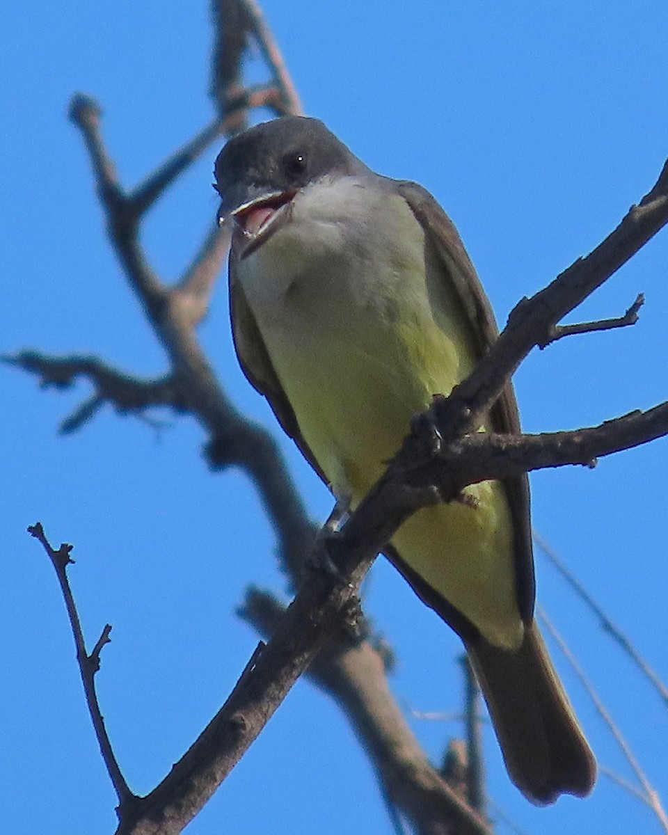 Thick-billed Kingbird - ML646944145