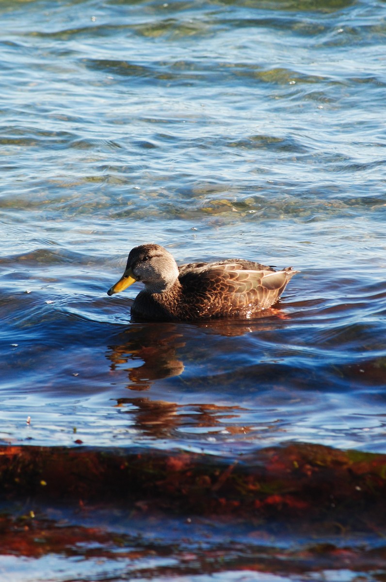 Ahate iluna - ML646944146