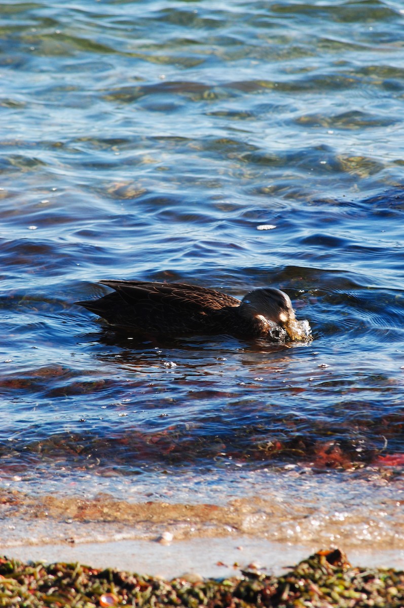 Ahate iluna - ML646944147