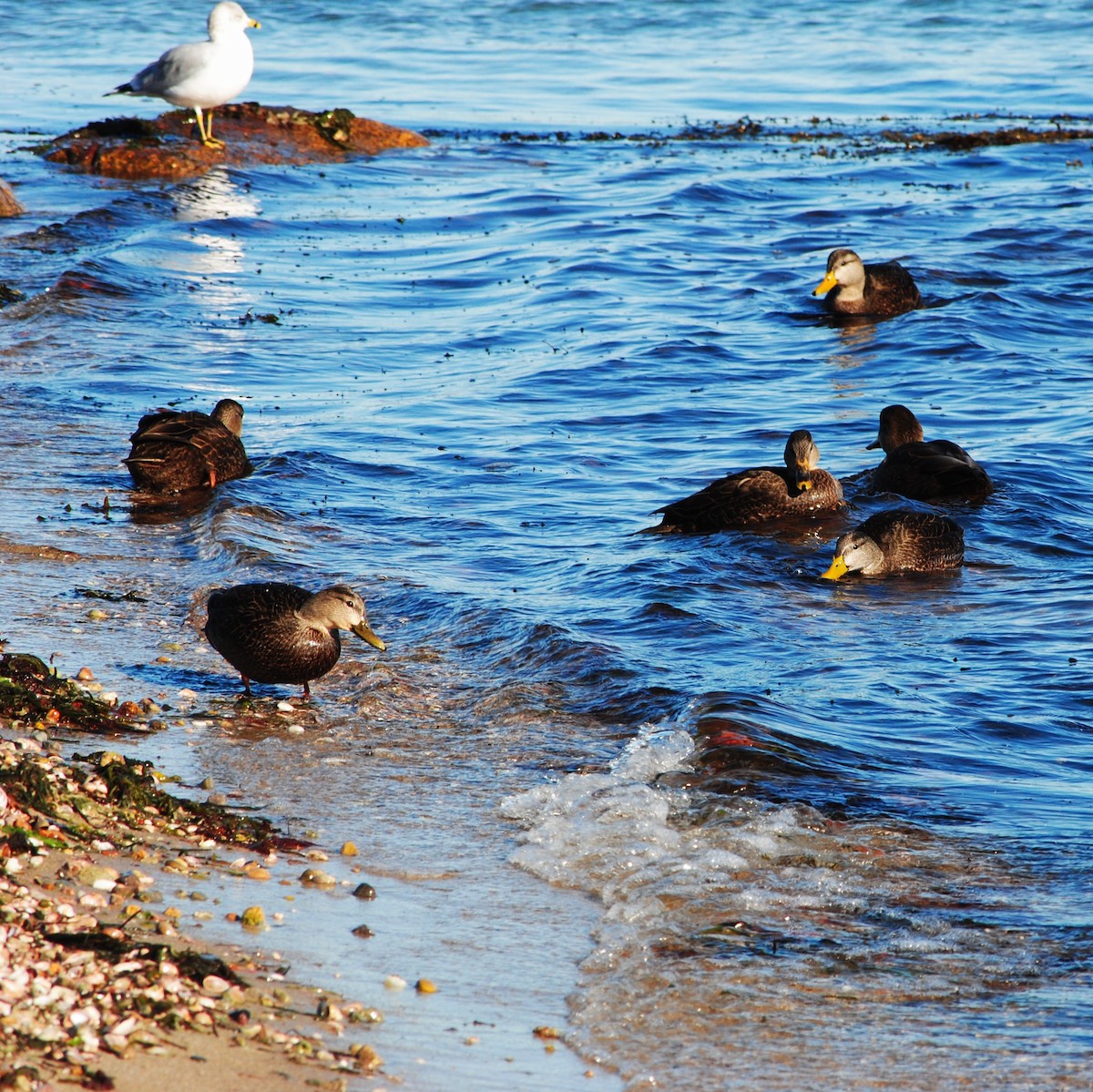 Ahate iluna - ML646944148