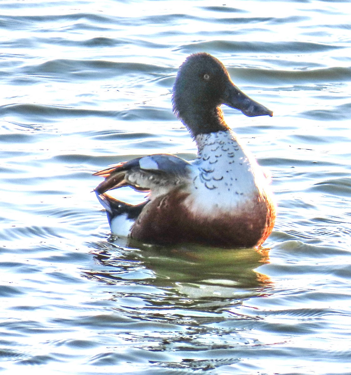 מרית צפונית - ML646944153