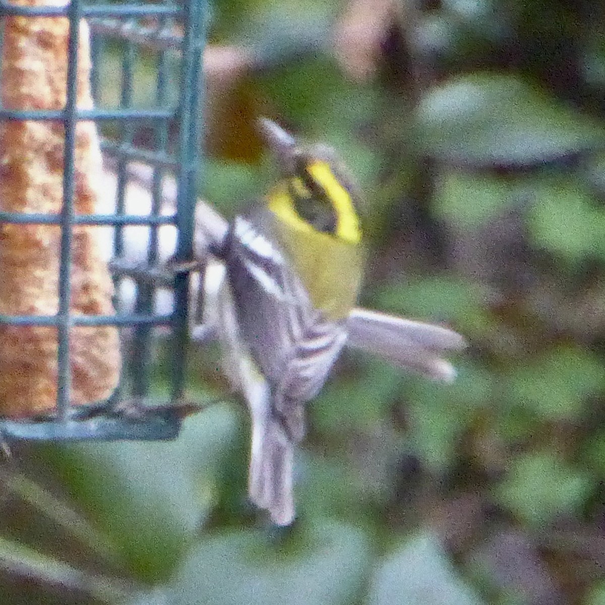 Townsend's Warbler - ML646944155