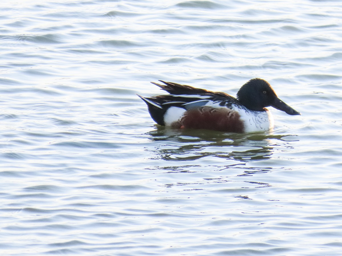 מרית צפונית - ML646944156