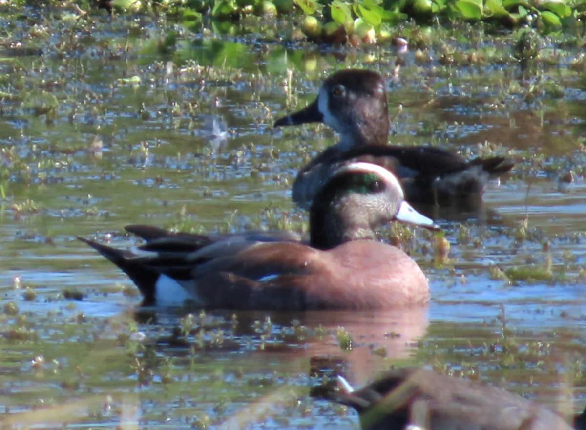 葡萄胸鴨 - ML646944159