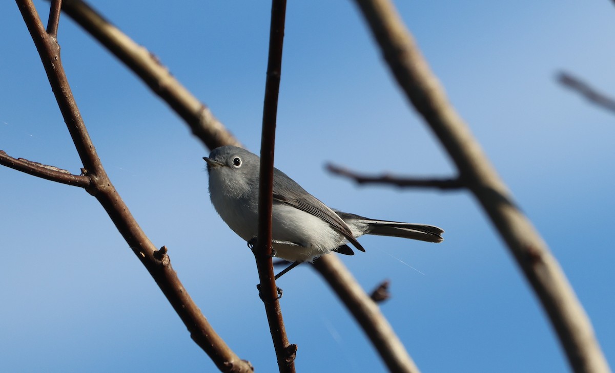 Perlita Grisilla - ML646944161