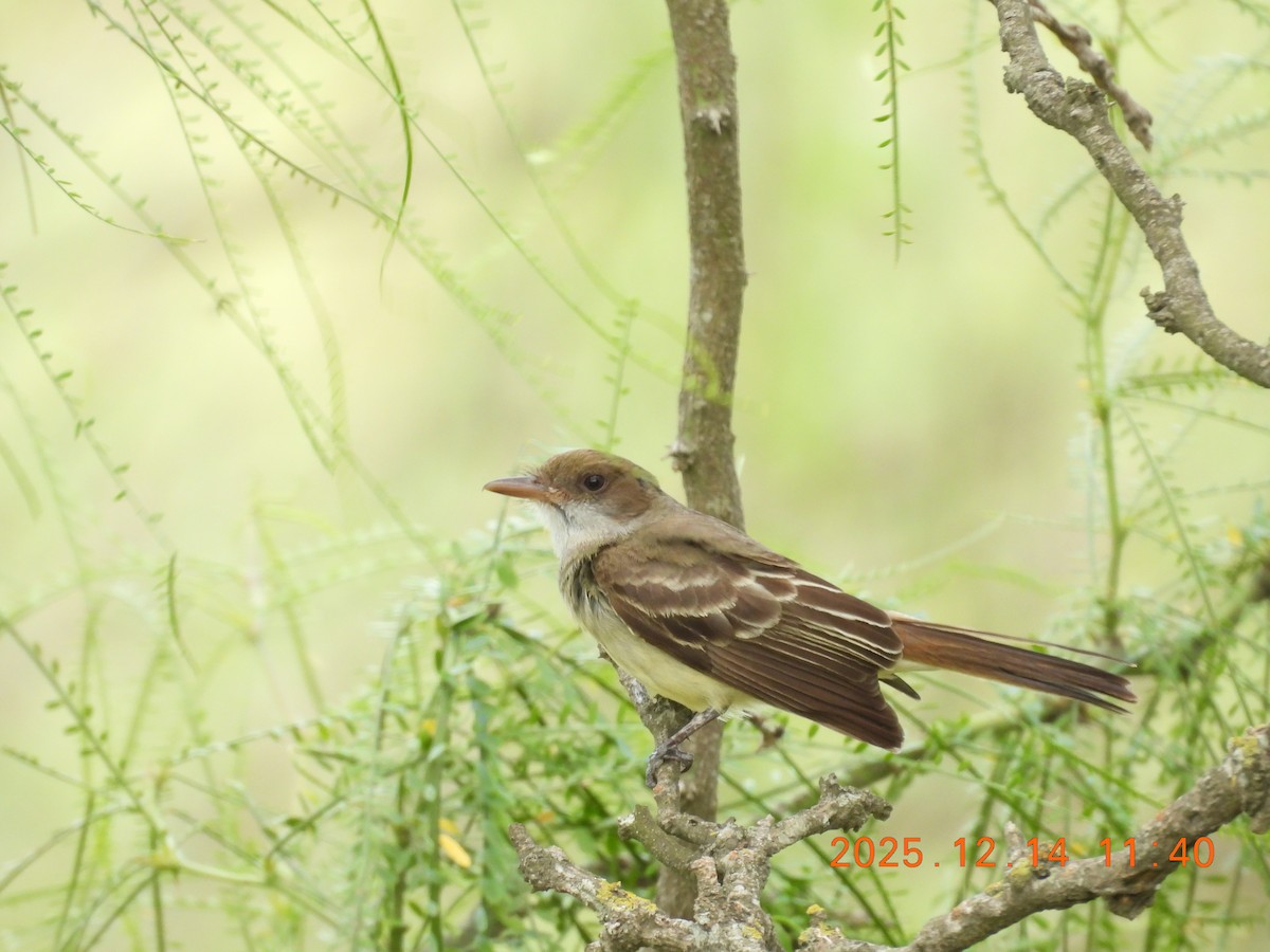 Swainson's Flycatcher - ML646944163
