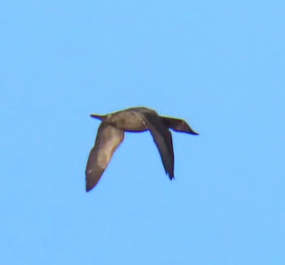 Fuligule à dos blanc - ML646944169