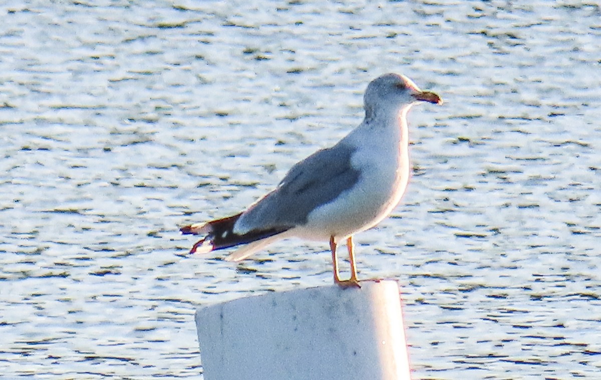 שחף עקוד-מקור - ML646944173