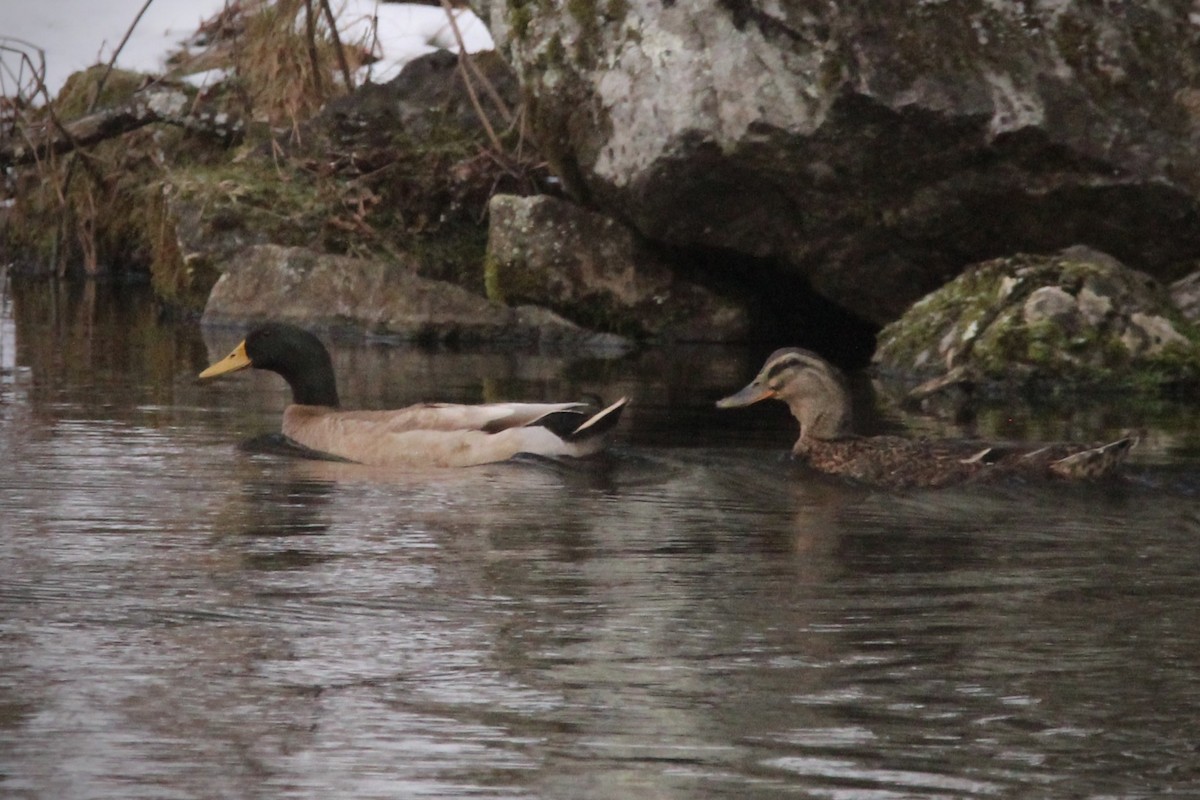 Mallard (Domestic type) - ML646944174