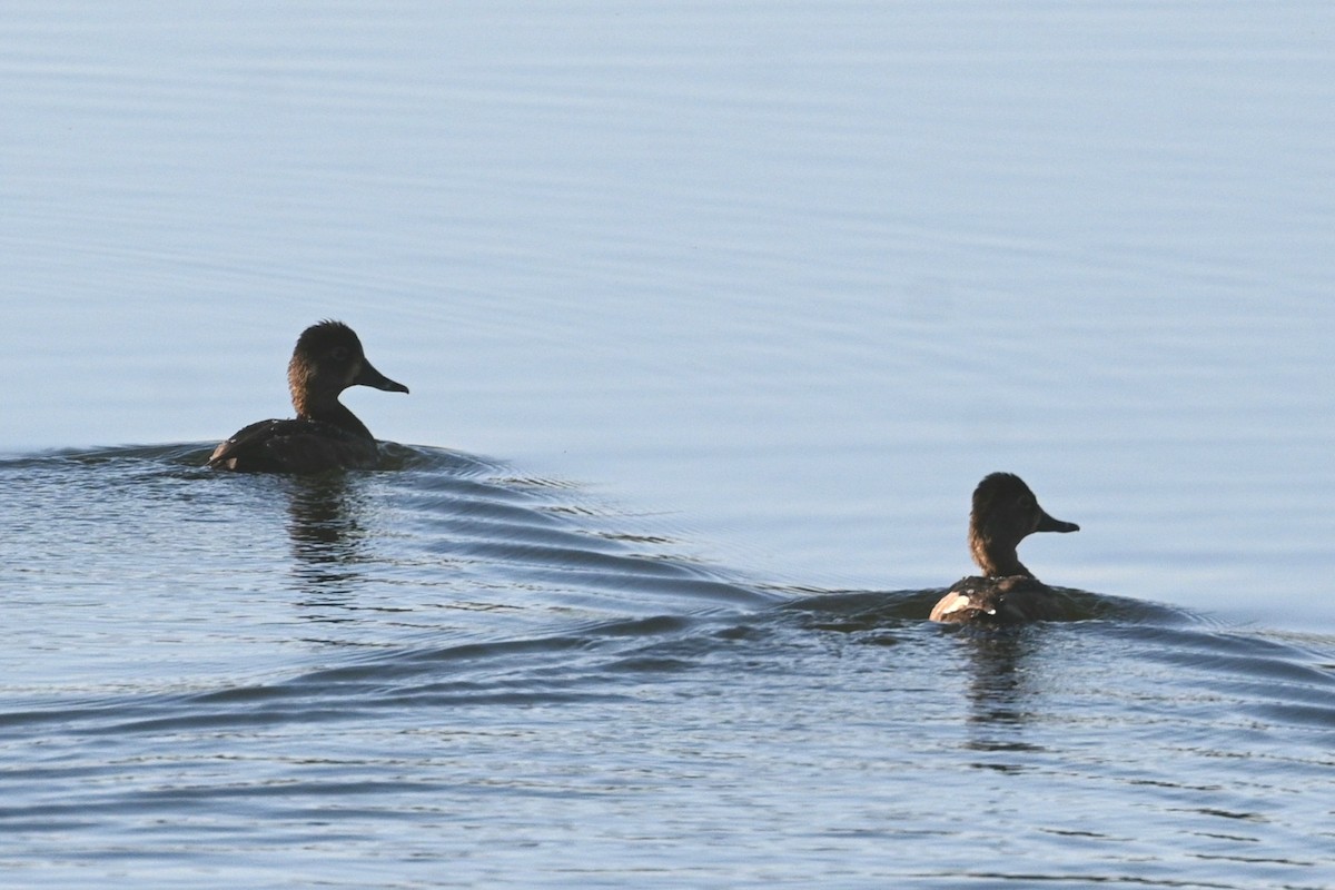 Redhead - ML646944175