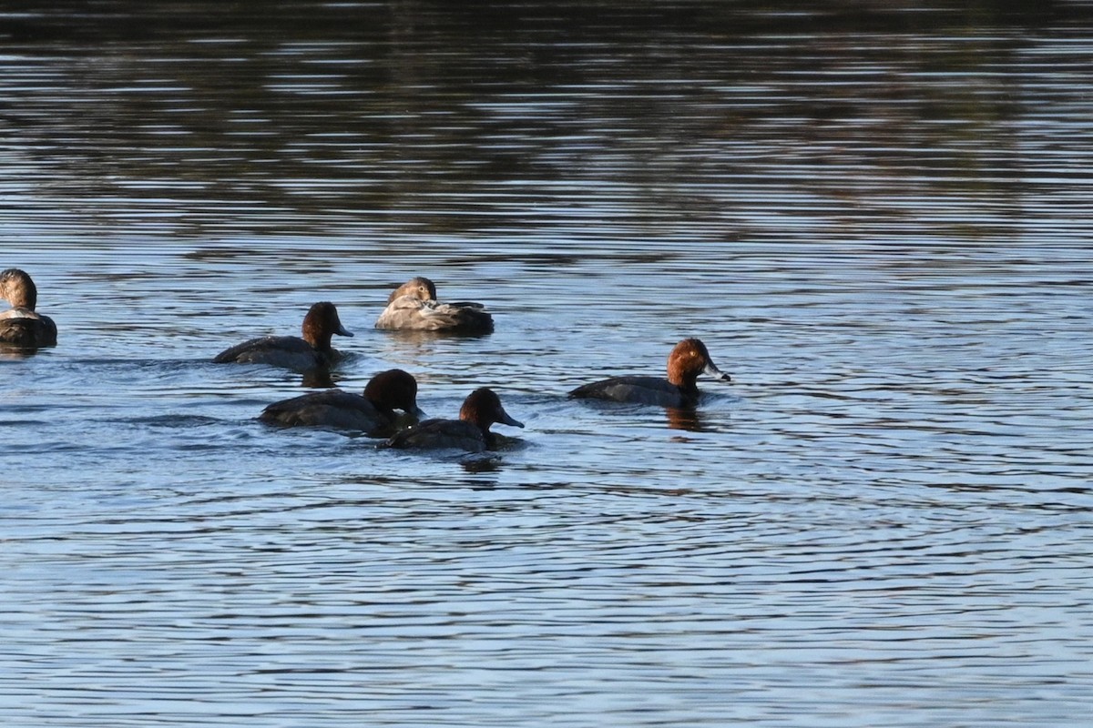 Redhead - ML646944176