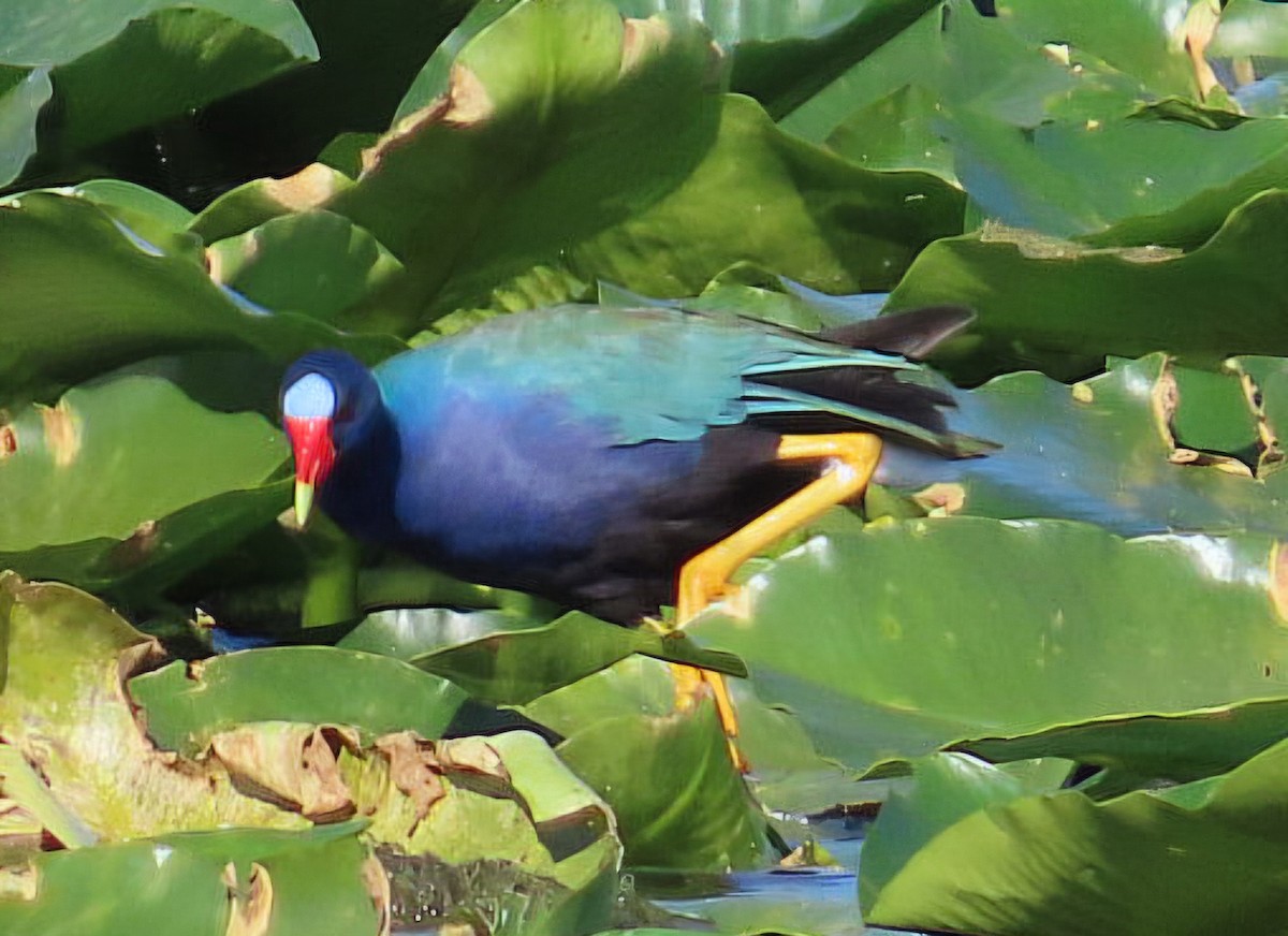 Purple Gallinule - ML646944178