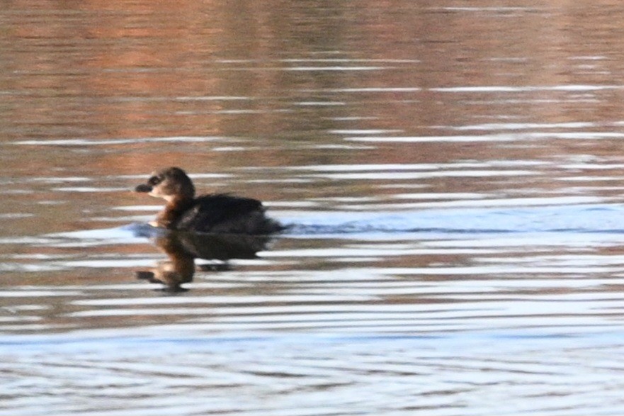 Pied-billed Grebe - ML646944185