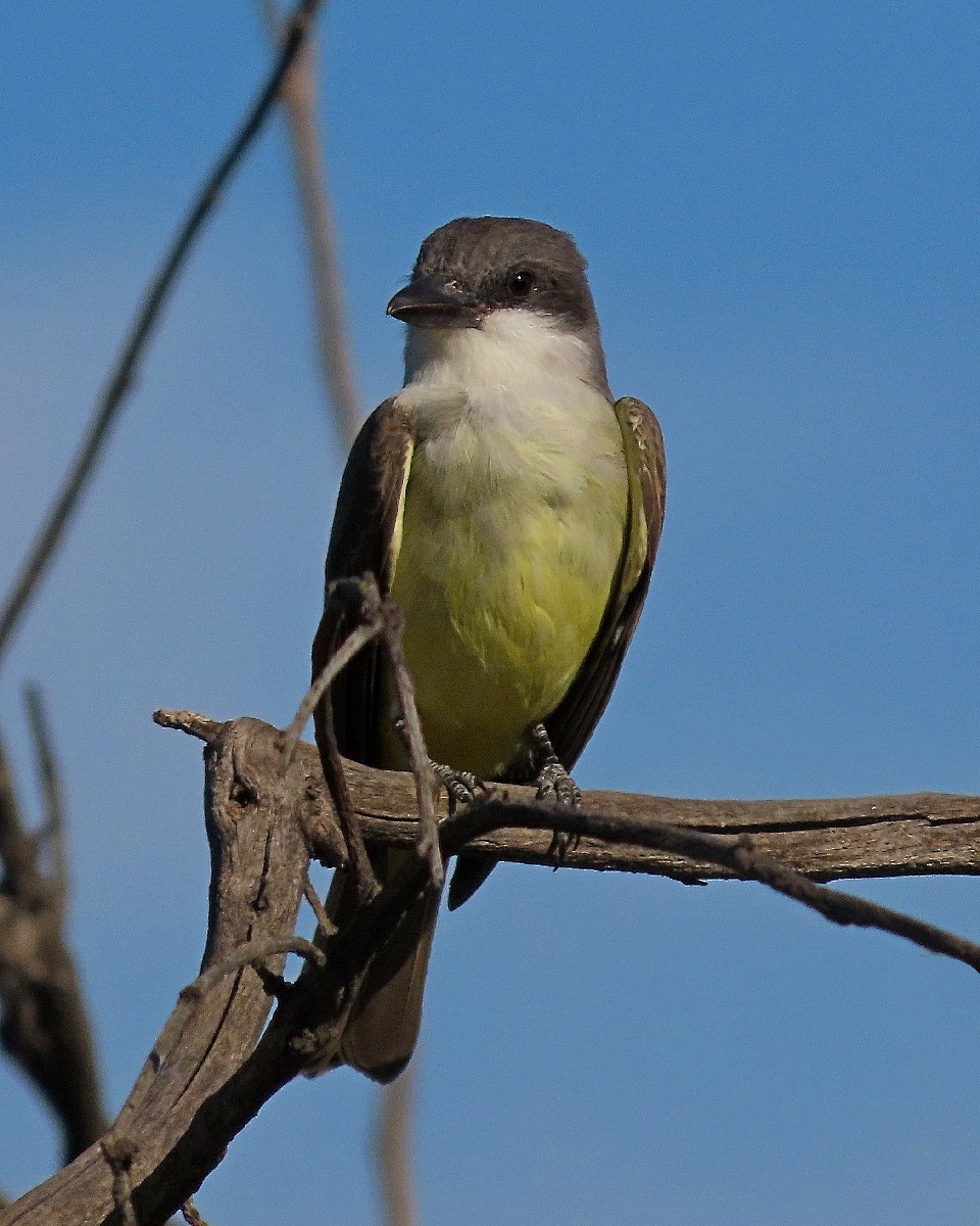 Thick-billed Kingbird - ML646944186