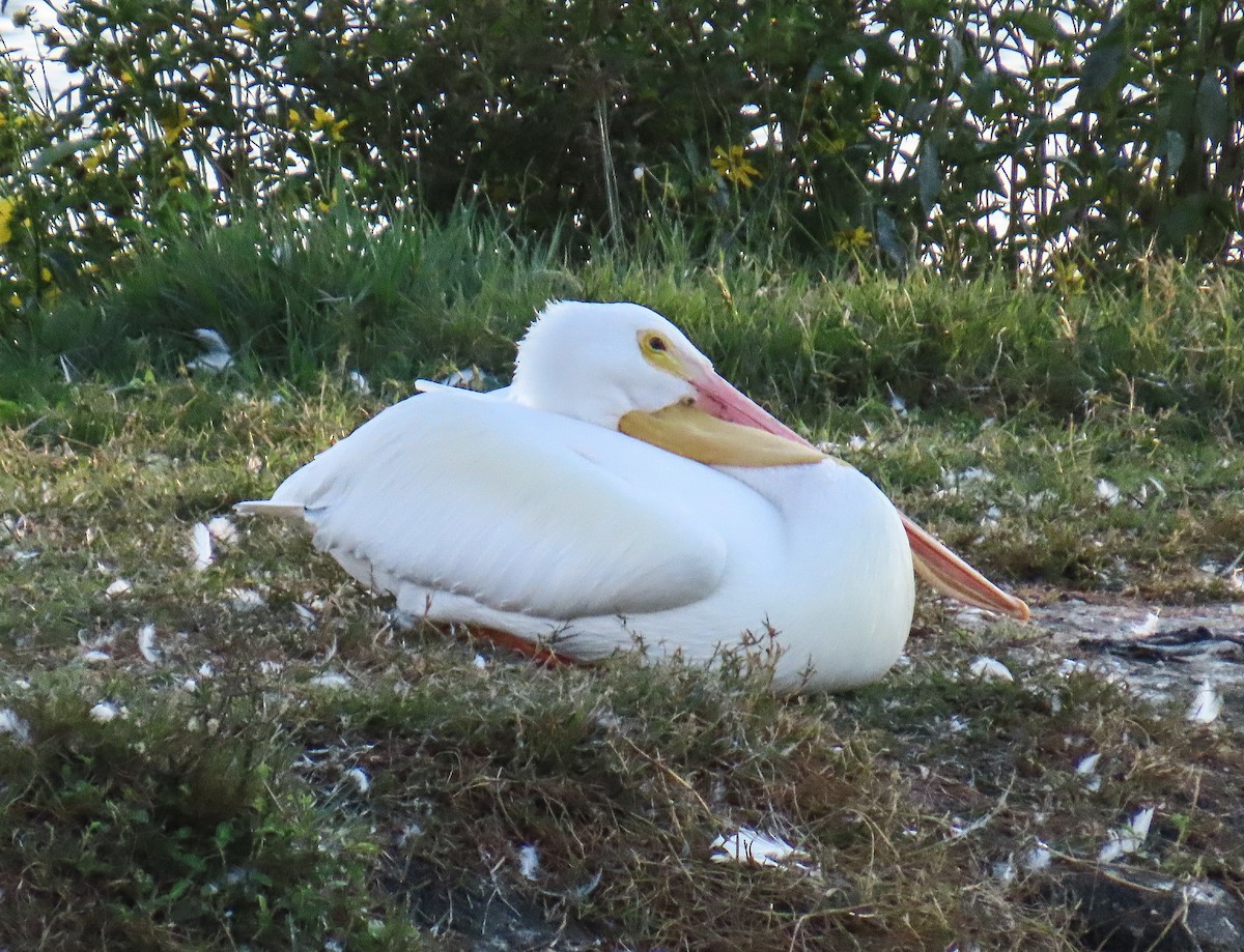 שקנאי אמריקני - ML646944187