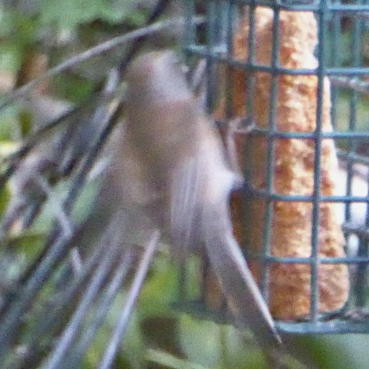 Dark-eyed Junco - ML646944188