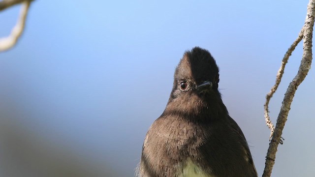 Black Phoebe - ML646944197