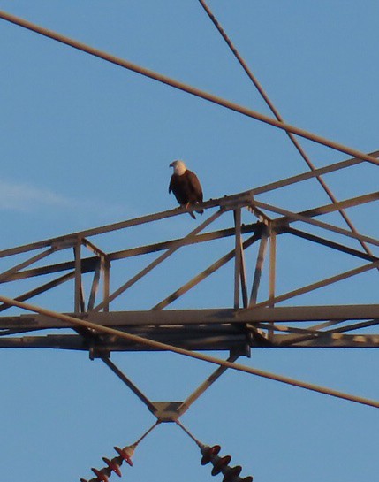 עיטם לבן-ראש - ML646944198