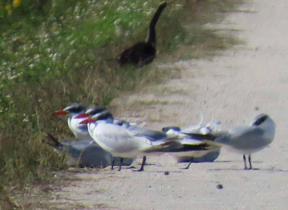 裏海燕鷗 - ML646944202