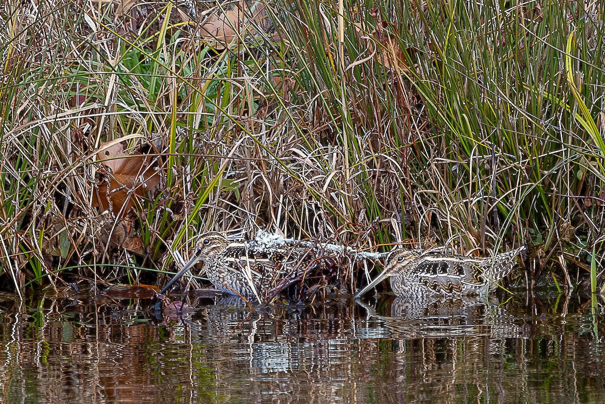 Wilson's Snipe - ML646944209