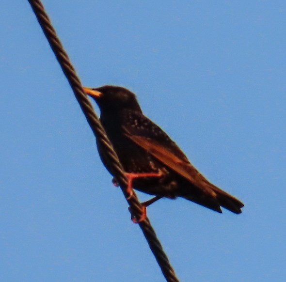 זרזיר מצוי - ML646944213