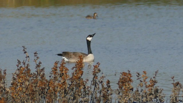 berneška velká - ML646944217
