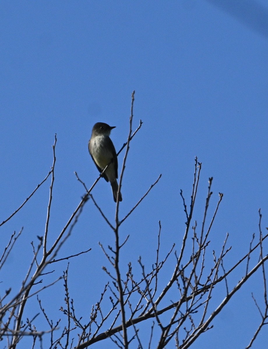 Eastern Phoebe - ML646944220