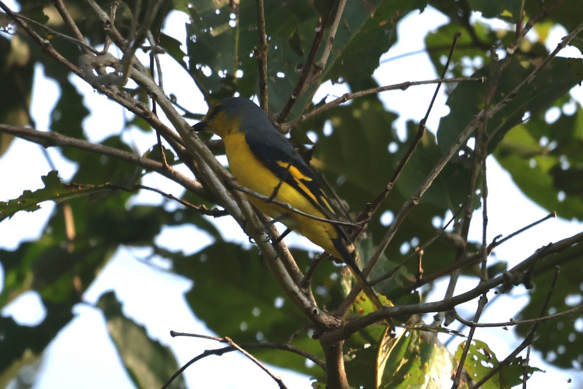 Личинкоїд іржастий - ML646944221