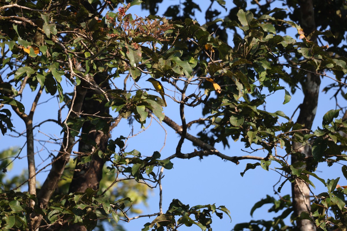 Личинкоїд іржастий - ML646944222