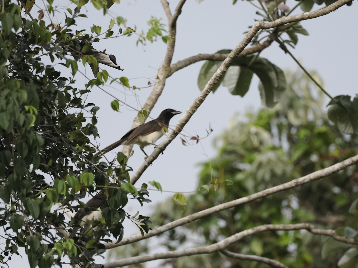 Brown Jay - ML646944225