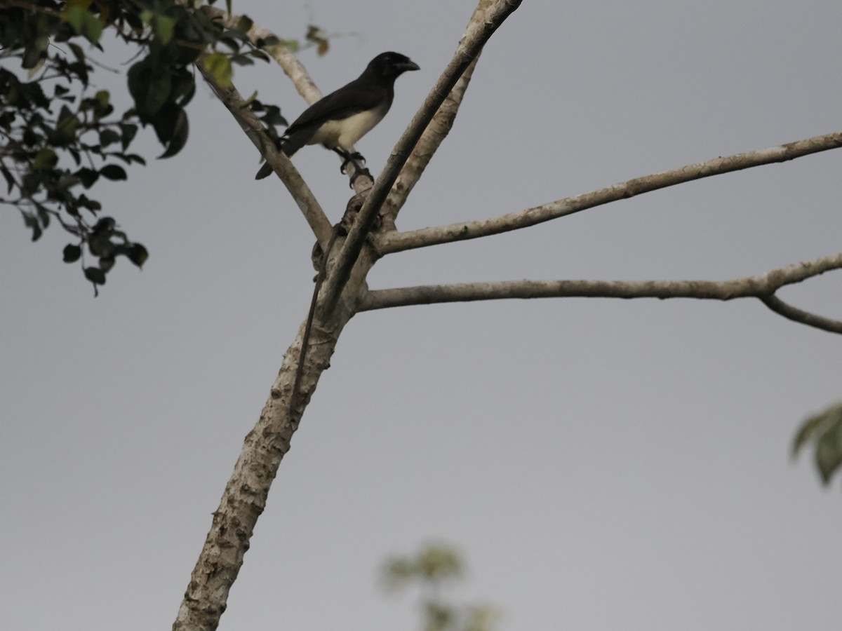 Brown Jay - ML646944226