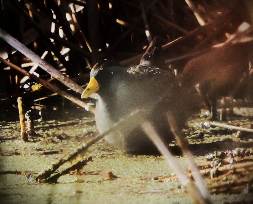 Погонич каролінський - ML646944227