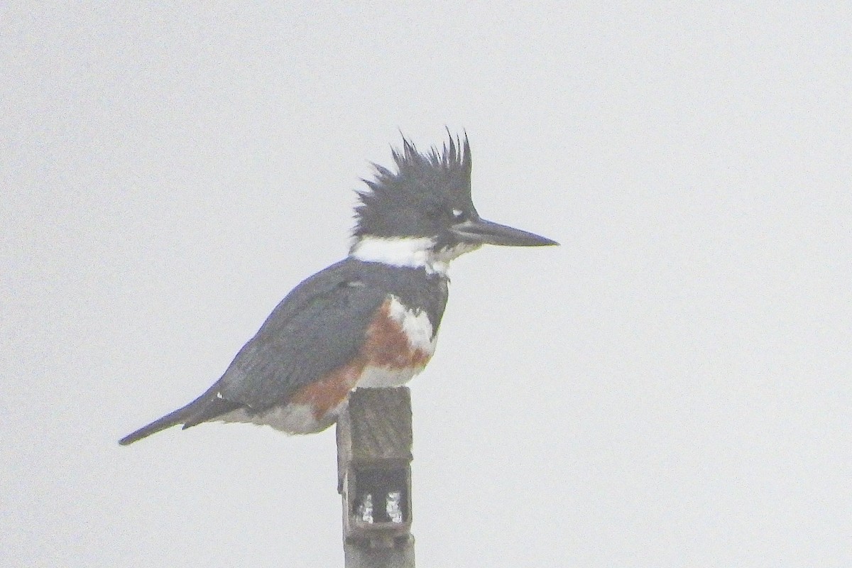 Martín Gigante Norteamericano - ML646944228