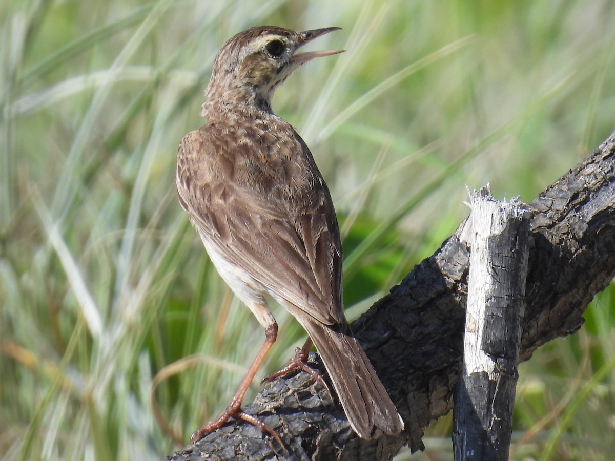 Australian Pipit - ML646944230