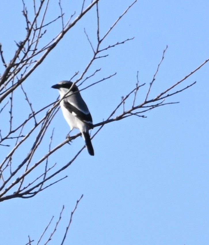 Loggerhead Shrike - ML646944233