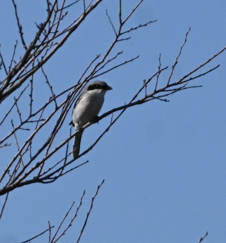 Loggerhead Shrike - ML646944234