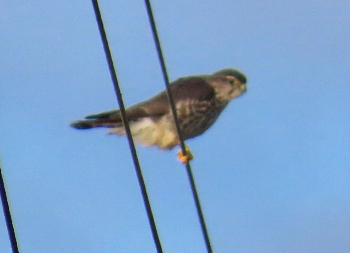 灰背隼 - ML646944237